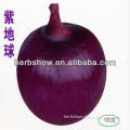 Hybrid Purple Onion seeds For Growing